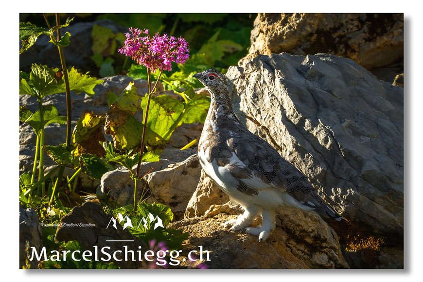 Marcel Schiegg, Marcel Schiegg Fotografie, Alpenschneehuhn, Wildtiere, Alpstein