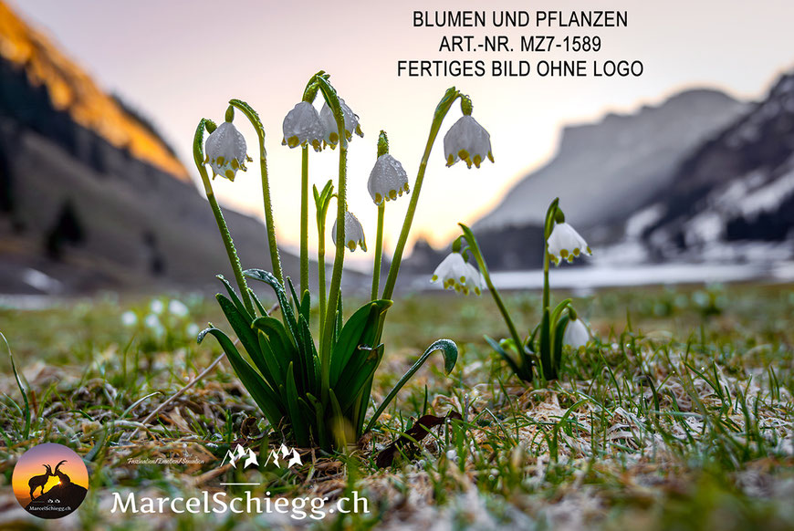Marcel Schiegg, Fotografie, Natur, Blumen und Pflanzen, Alpstein, Appenzell, Schweiz