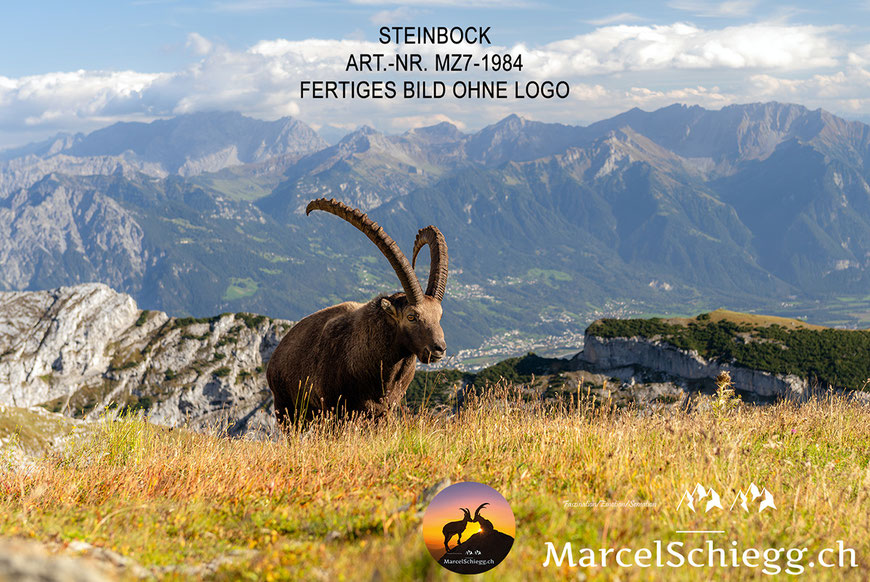 Marcel Schiegg, Steinbock, Steinböcke, Alpensteinbock bei Sonnenuntergang