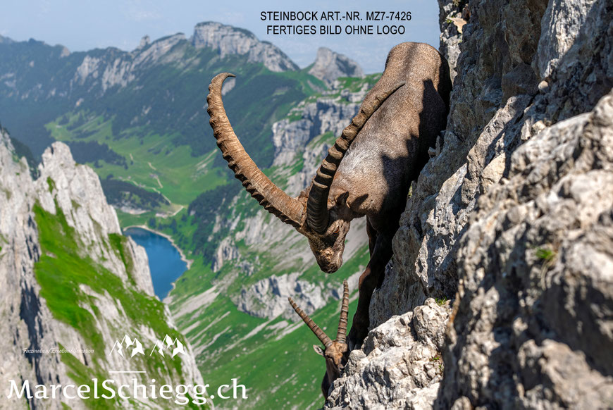 Marcel Schiegg, Wandbild, Spannbild, Wanddekoration, Appenzell, Appenzellerland, Raumakustik, LED Wandbild, Shop, Leinwandbild, Steinbock, Alpstein, Dibond Finerart, Fählensee, Fälensee, Bollenwees
