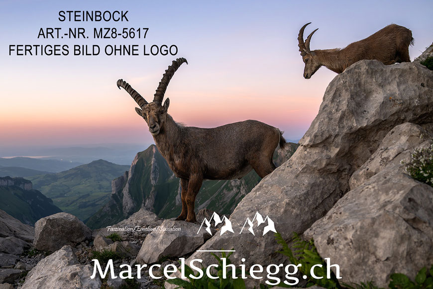 Steinbock, Steinböcke, Alpensteinbock, Marcel Schiegg