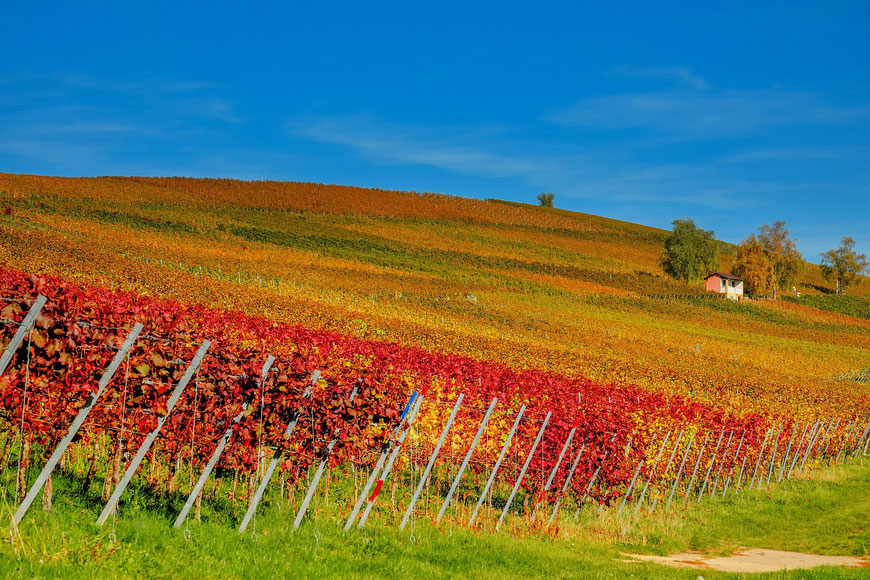 vignes en automne