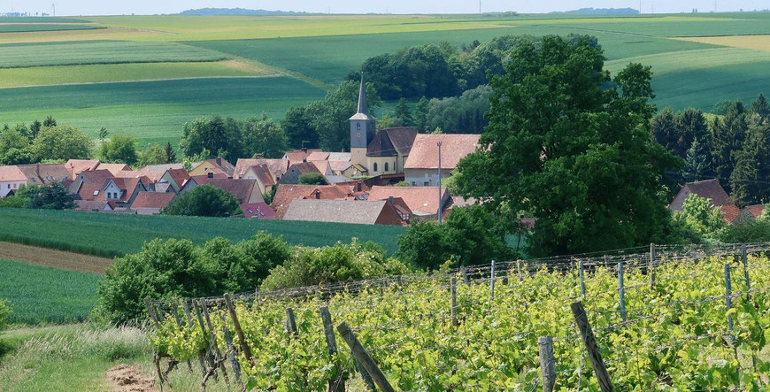 vignes devant un village viticole