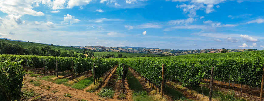 Vignes de cabernet sauvignon 