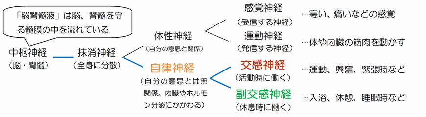 自律神経失調症を治す ボディバランス