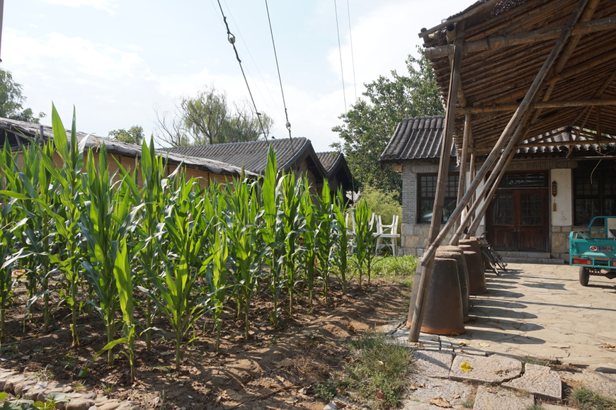 Du maïs est planté au milieu de maisons traditionnelles chinoises reconstituées où les visiteurs peuvent séjourner.