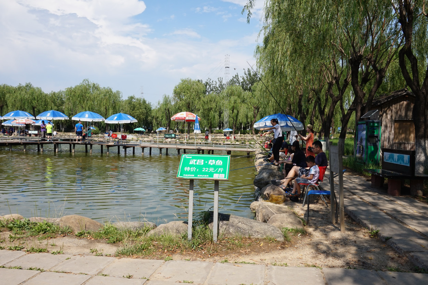 Des familles pêchent autour du bassin dédié aux débutants. Pour 500 g de carpes des roseaux pêchées, il faut s’acquitter de 22 RMB en plus de la location du matériel.