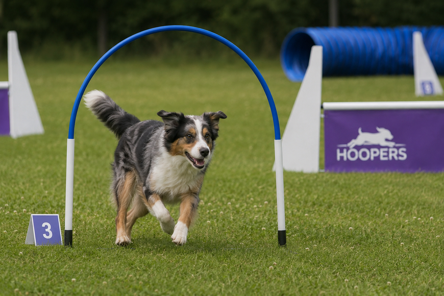Hoopers in der Hundeschule GOOD DOGS