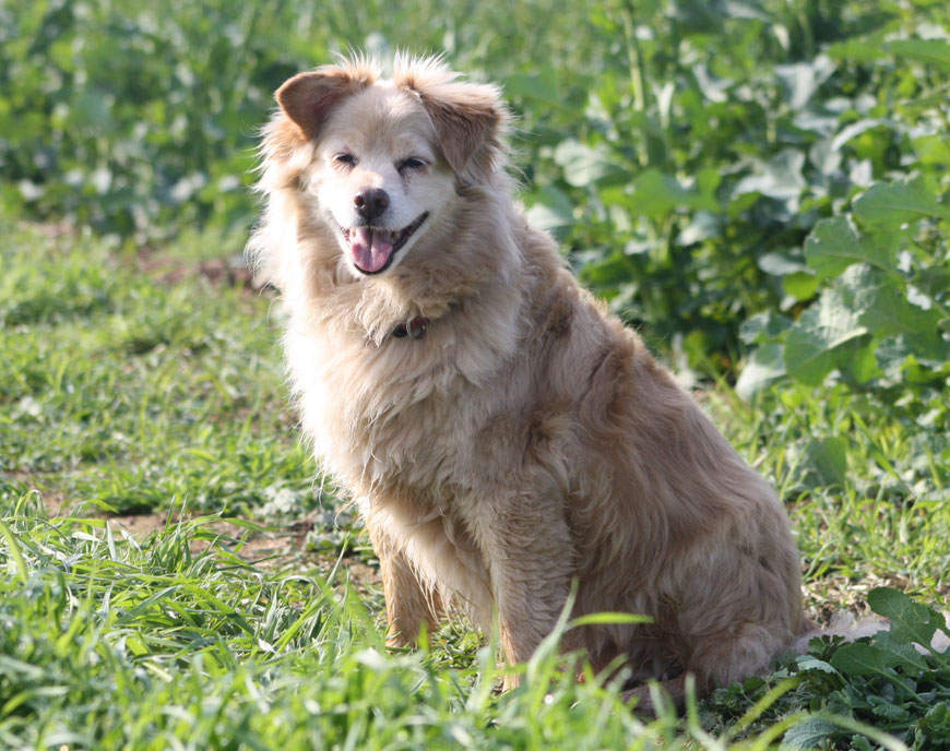 Mögliche Erkrankungen und Maßnahmen dazu hundephysiotherapiemarxs