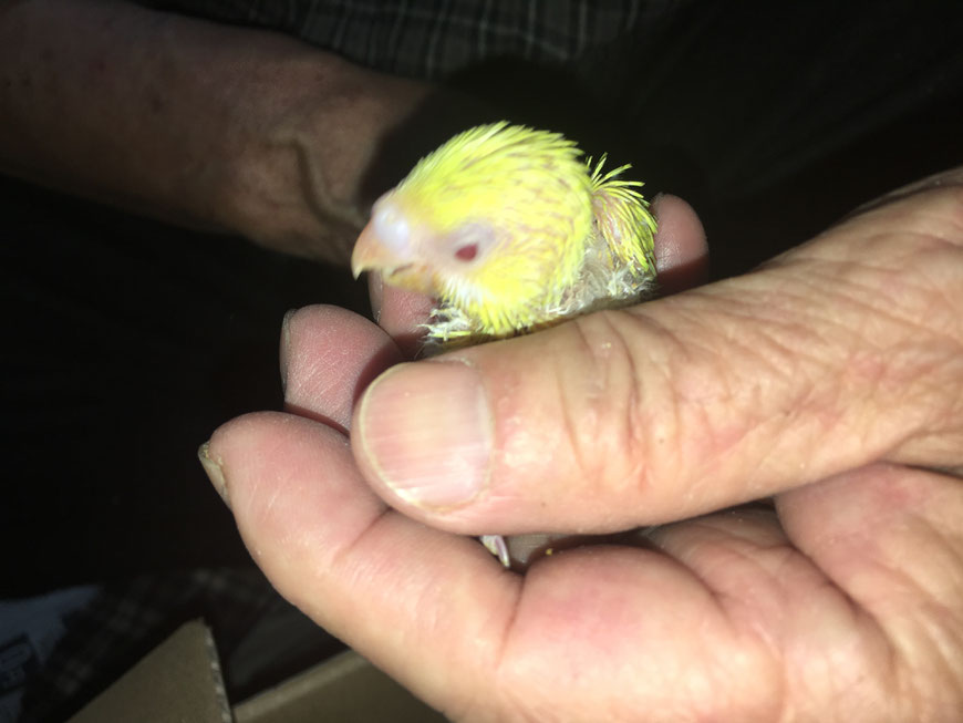 黄色の高級セキセイインコ