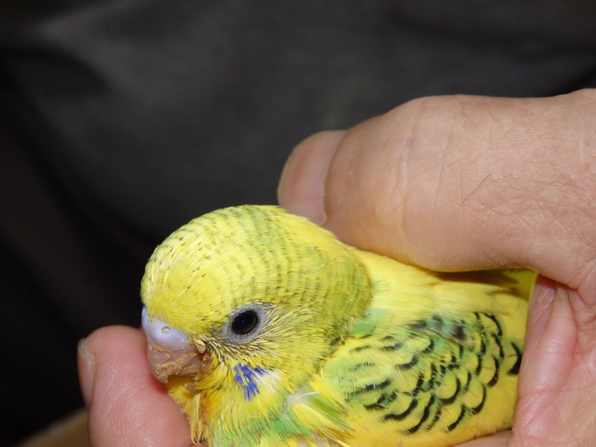 高級セキセイインコ 黄色ハルクイン