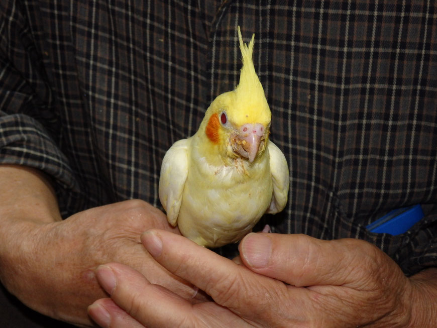 インコ　生後１ヶ月　手乗りの練習　