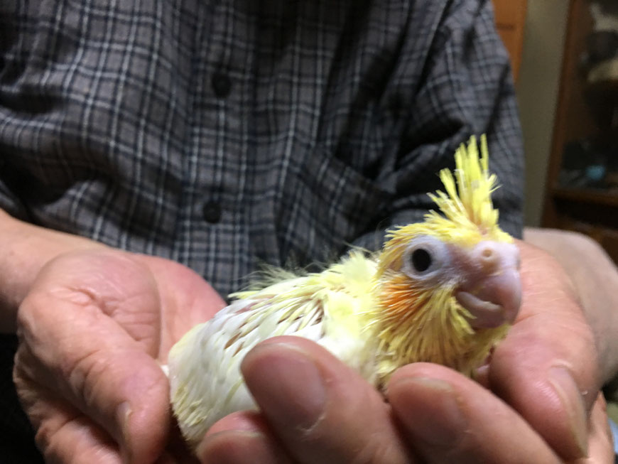 黒い瞳のオカメインコ　白オカメインコが仲間入りしました。