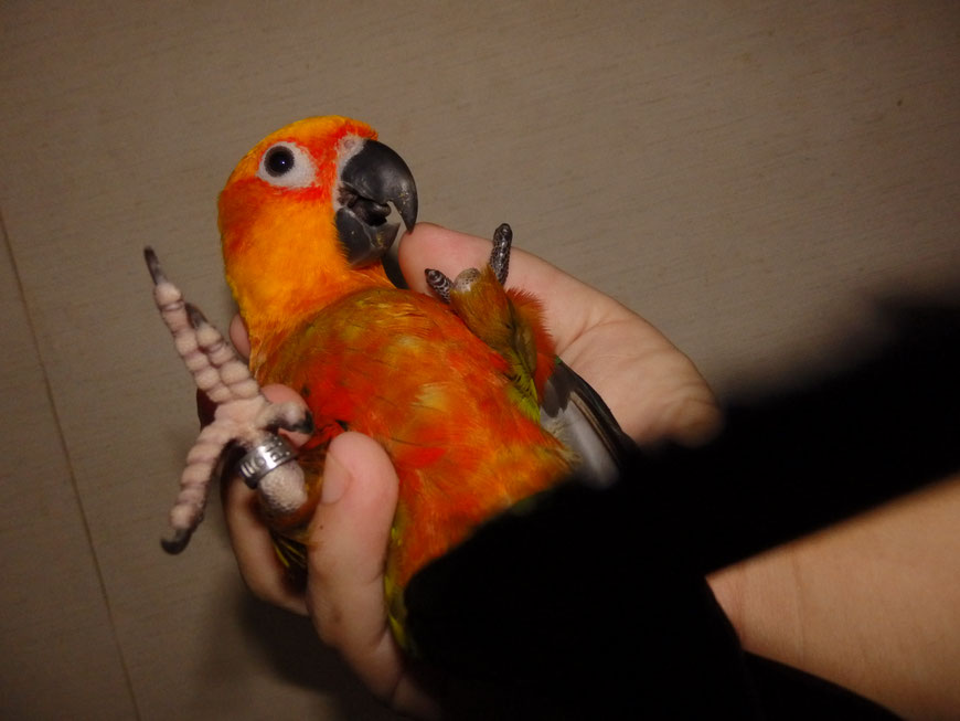 コガネメキシコインコ