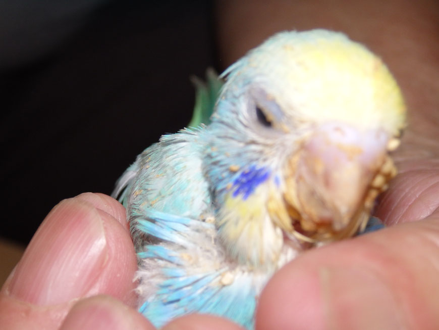 高級セキセイインコ