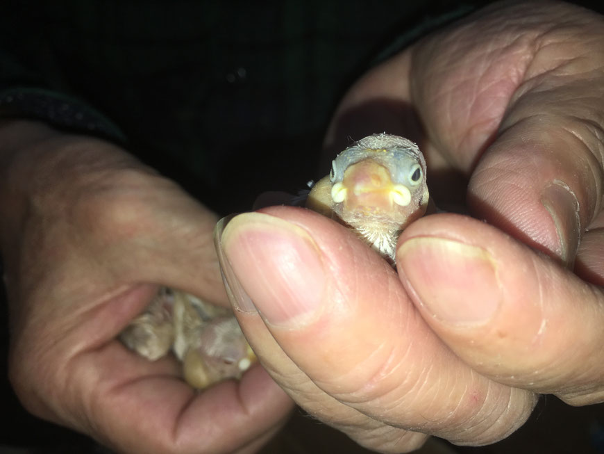 ペットミッキンに手乗りの高級文鳥のヒナが仲間入りしました。