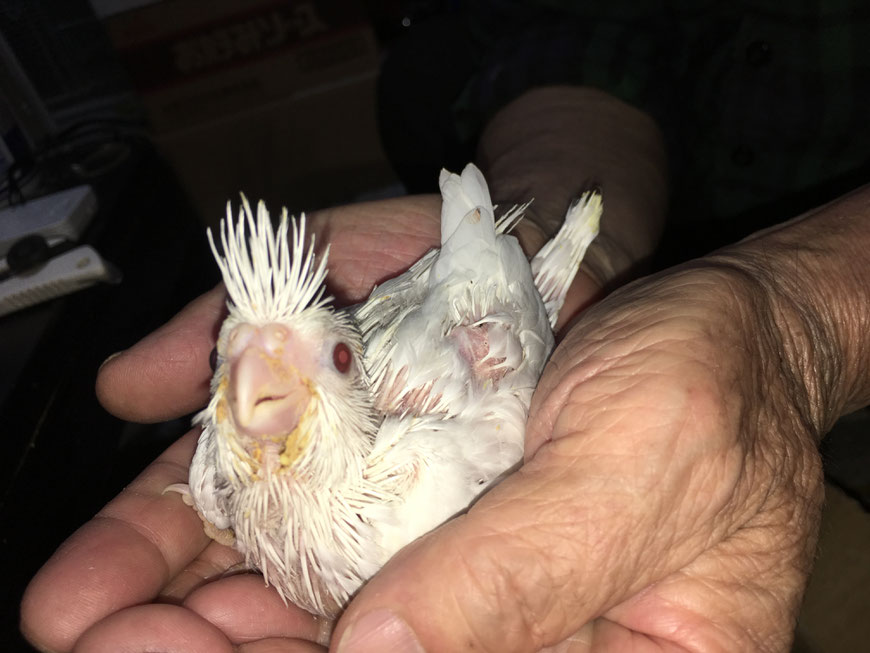 アルビノオカメインコが仲間入りしました。