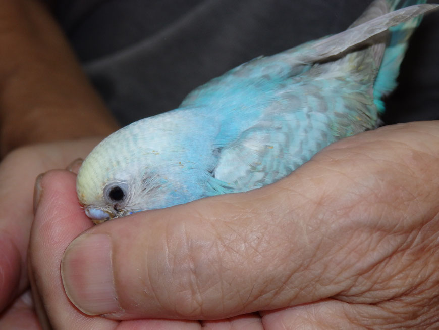 高級セキセイインコ