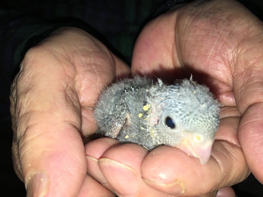 ペットミッキンに静かなインコの代表のサザナミインコのヒナが仲間入りしました。