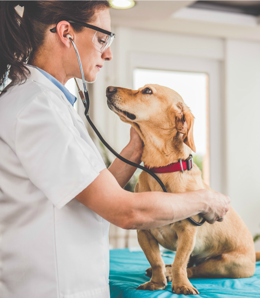 La Respiration du Chien Site de caniamoureux