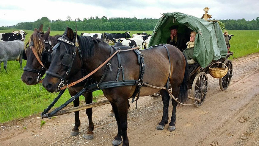 Žirgų kinkiniai lietuje