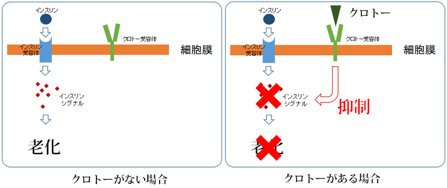 ネオダミールの作用機上