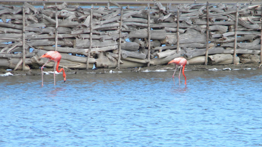 Flamingos am Gotomeer