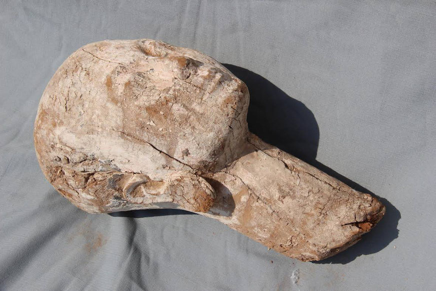 Carved head, likely Queen Ankhnespepy II, found in Giza. Photo from the Egyptian Ministry of Antiquities.