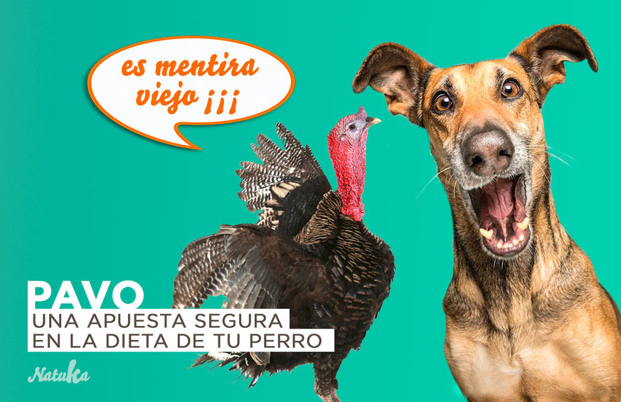 carne de pavo para perros