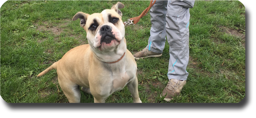 Hundetrainer Hundeschule Thomas Scherf 99610 Sömmerda Einzeltranig Hund