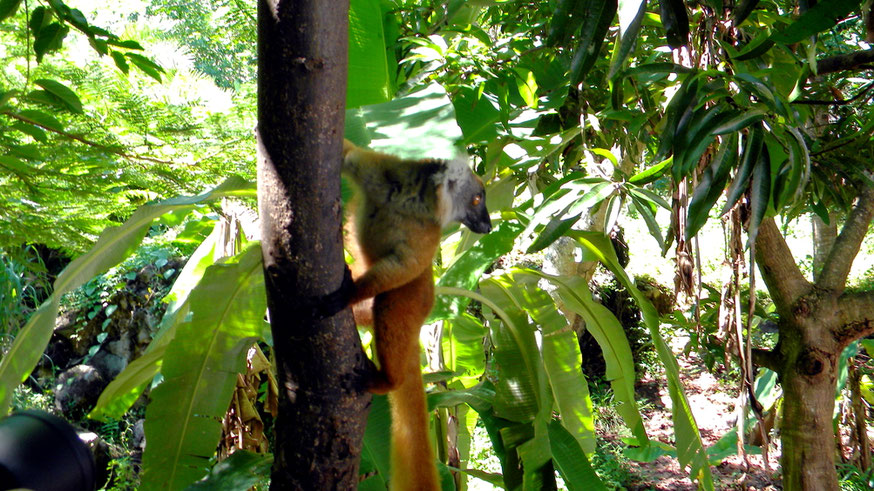 Lemur