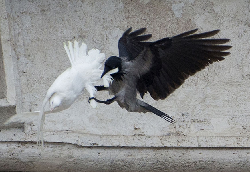 A crow attacking a dove just released by Pope Francis in Vatican City. Go crow, go! (photo by Gregorio Borgia)