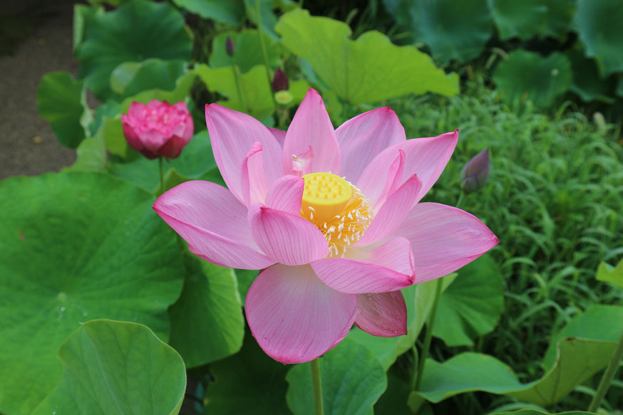 花の寺として知られる「法金剛院」の蓮の花　Ｇarden at Hōkongōin temple