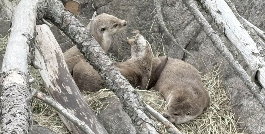 Otter