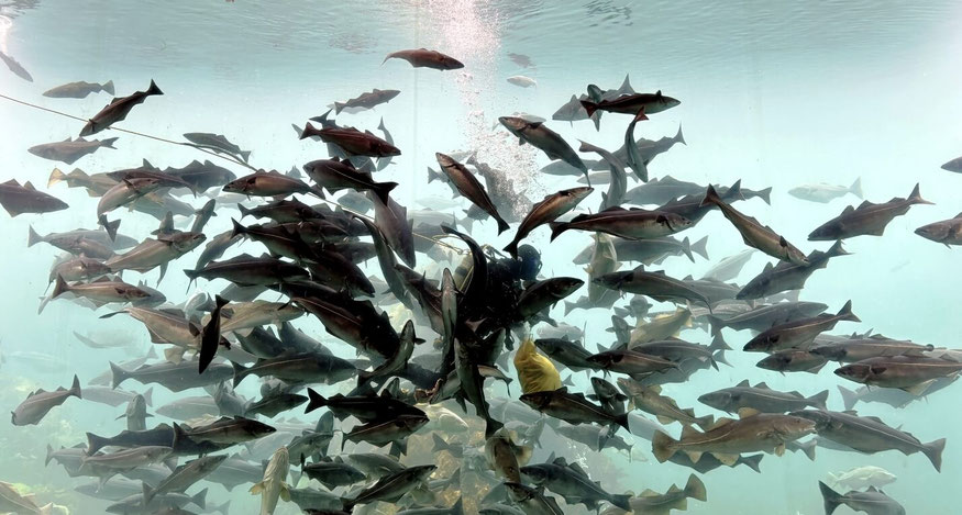 Fische werden vom Taucher gefüttert