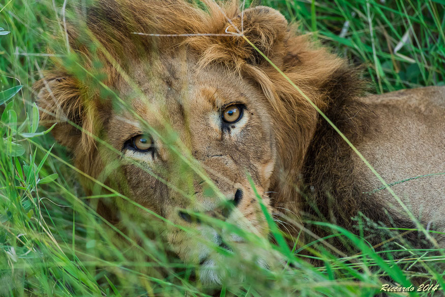 Giovane leone maschio