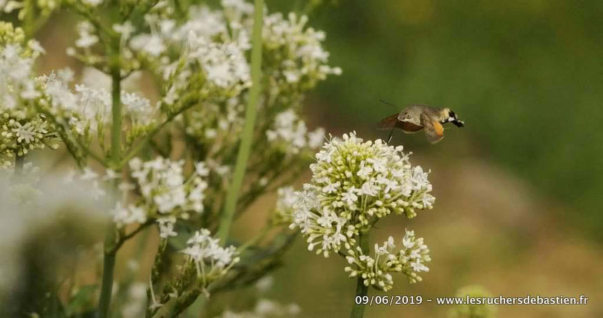 Macroglossum stellatarum et valeriana rubra, Cévennes