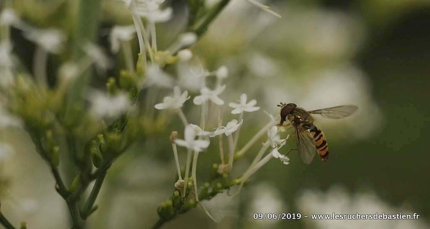 Episyrphus balteatus, Sirphidae, et Valeriana rubra, Cévennes