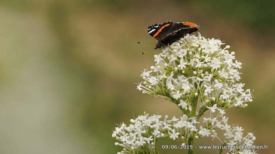 Vanessa atalanta et valeriana rubra, Cévennes