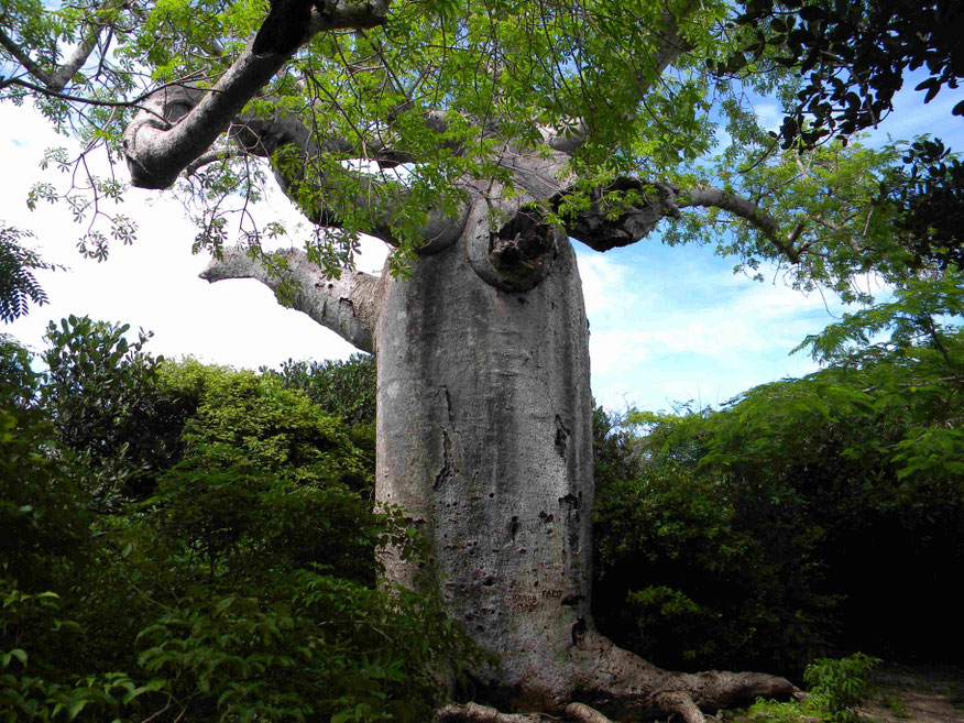 Baobab - afrikanischer Affenbrotbaum