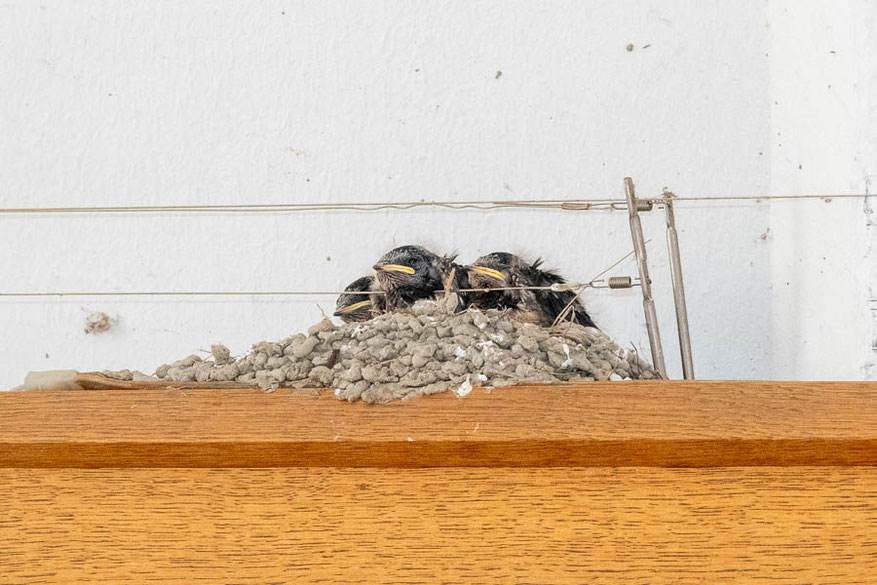 Neues Nest am Max-Josefs-Platz (Foto: Juretzky)