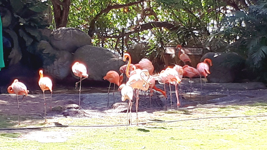 Flamingos auf dem Terminalgelände