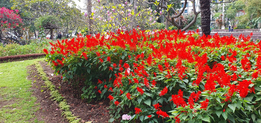 Stadtpark "Jardim Municipal do Funchal"