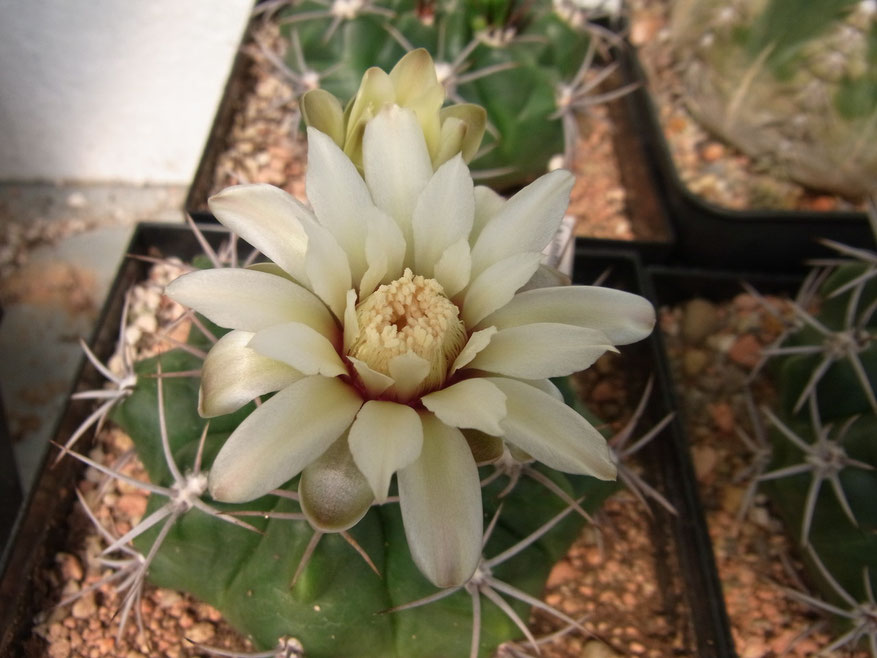 Gymnocalycium mosti, creme