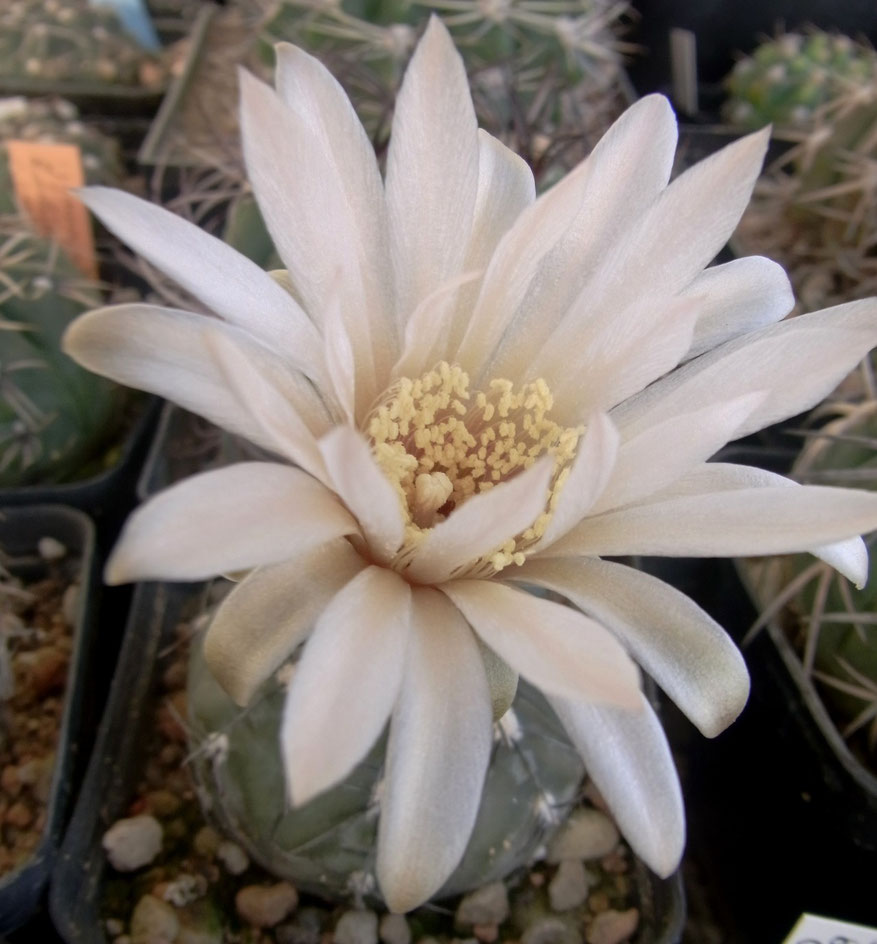 Gymnocalycium berchtii