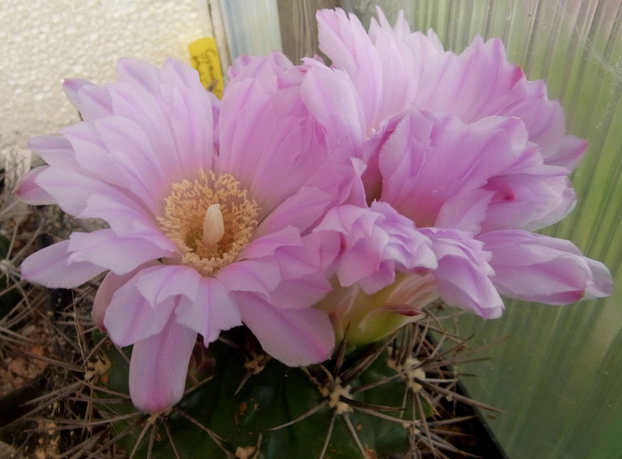 Gymnocalycium horridispinum