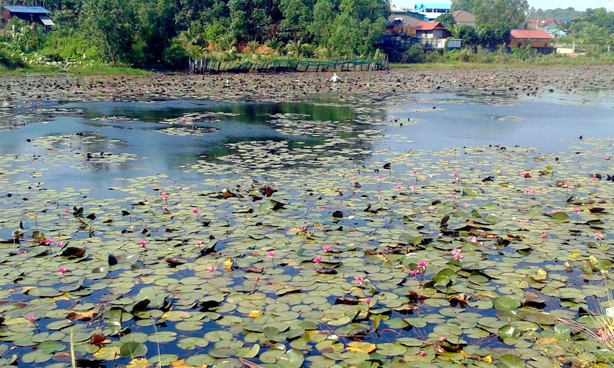 Teich mit Seerosen in Sihanoukville