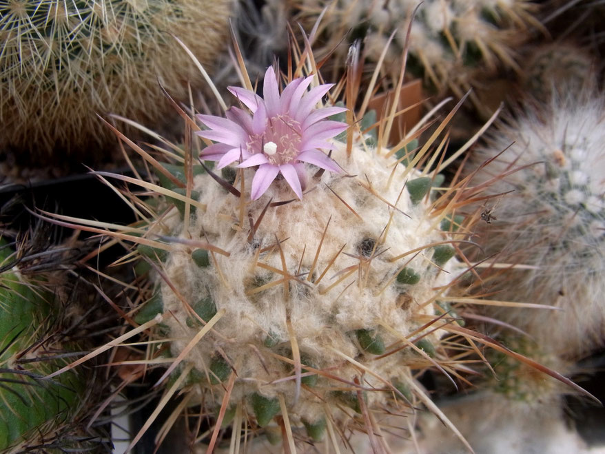 Neowerdermannia vorwerkii f penas