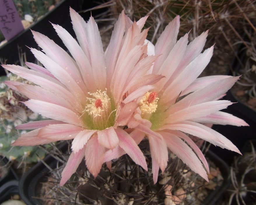 Neochilenia jussieuii