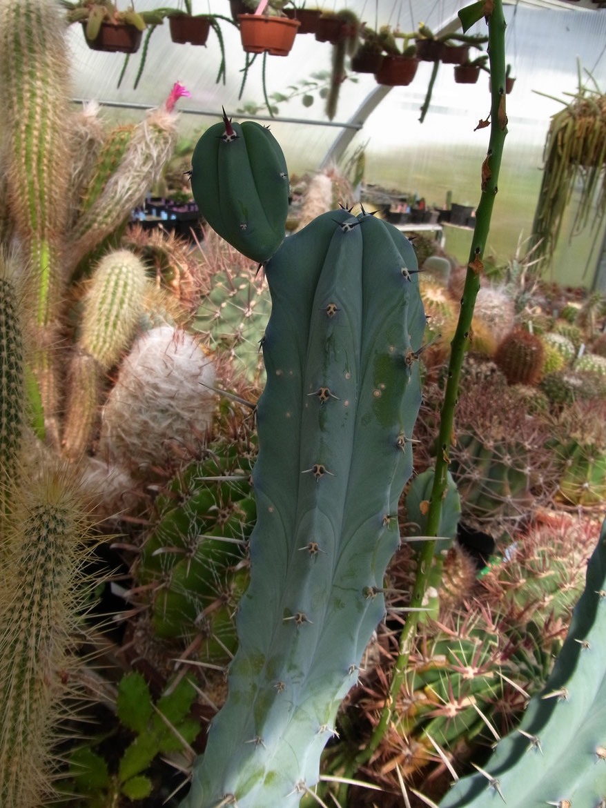 Myrtillocactus geometrizians